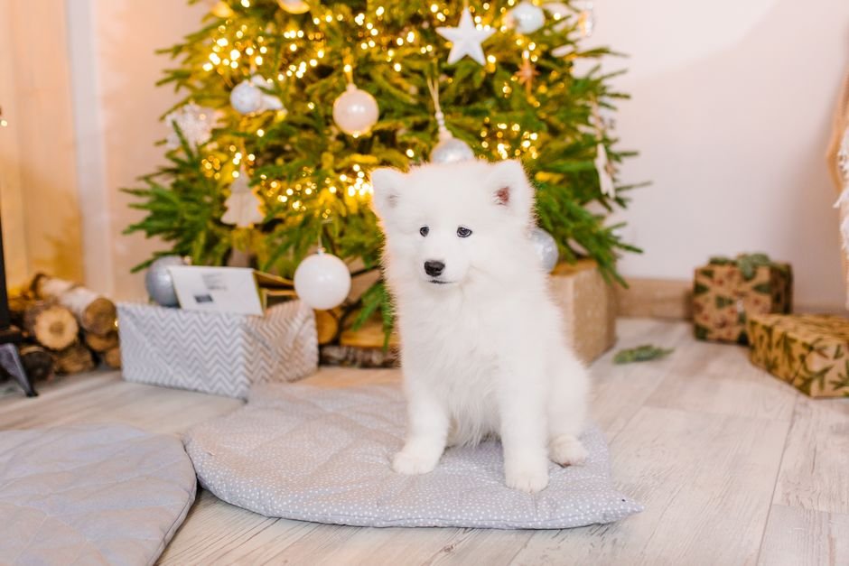 Cachorro celebrando su primera Navidad junto al árbol decorado con bolas personalizadas